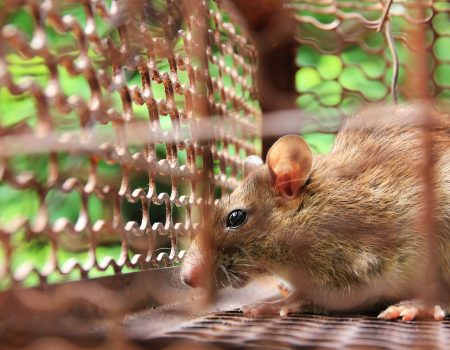 mouse in trapped